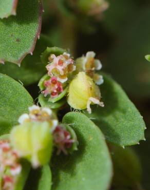 Fotografia 12 da espécie Chamaesyce prostrata no Jardim Botânico UTAD