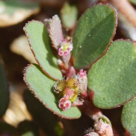 Fotografia da espécie Chamaesyce prostrata