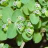 Fotografia 4 da espécie Chamaesyce serpens do Jardim Botânico UTAD