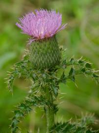 Fotografia da espécie Cirsium vulgare