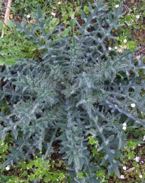 Fotografia 8 da espécie Cirsium vulgare no Jardim Botânico UTAD