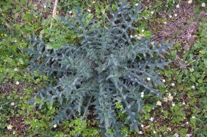 Fotografia da espécie Cirsium vulgare