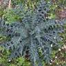 Fotografia 8 da espécie Cirsium vulgare do Jardim Botânico UTAD