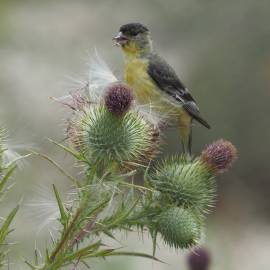 Fotografia da espécie Cirsium vulgare