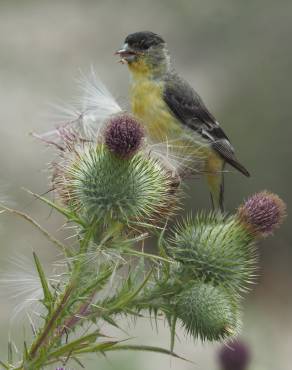 Fotografia 9 da espécie Cirsium vulgare no Jardim Botânico UTAD