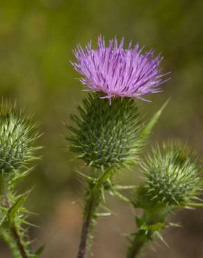 Fotografia 10 da espécie Cirsium vulgare no Jardim Botânico UTAD