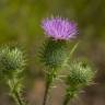 Fotografia 10 da espécie Cirsium vulgare do Jardim Botânico UTAD