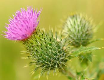 Fotografia da espécie Cirsium vulgare