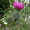 Fotografia 12 da espécie Cirsium vulgare do Jardim Botânico UTAD