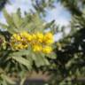 Fotografia 10 da espécie Acacia baileyana do Jardim Botânico UTAD