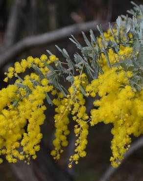 Fotografia 11 da espécie Acacia baileyana no Jardim Botânico UTAD