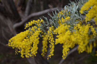 Fotografia da espécie Acacia baileyana