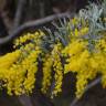 Fotografia 11 da espécie Acacia baileyana do Jardim Botânico UTAD