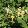 Fotografia 3 da espécie Lonicera periclymenum subesp. hispanica do Jardim Botânico UTAD