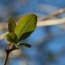 Fotografia 5 da espécie Lonicera periclymenum subesp. hispanica do Jardim Botânico UTAD