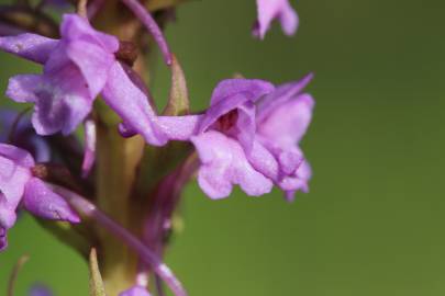 Fotografia da espécie Gymnadenia conopsea