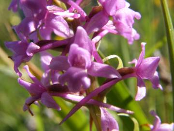 Fotografia da espécie Gymnadenia conopsea