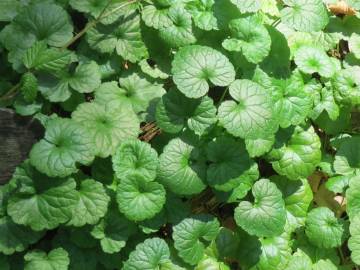 Fotografia da espécie Glechoma hederacea