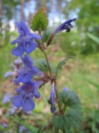 Fotografia da espécie Glechoma hederacea