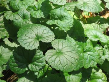 Fotografia da espécie Glechoma hederacea