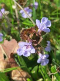 Fotografia da espécie Glechoma hederacea