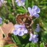 Fotografia 6 da espécie Glechoma hederacea do Jardim Botânico UTAD