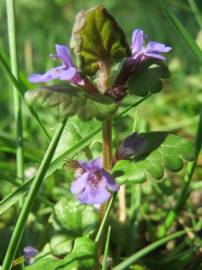 Fotografia da espécie Glechoma hederacea