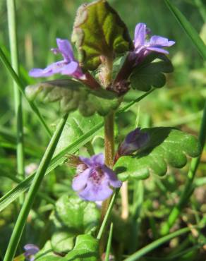 Fotografia 7 da espécie Glechoma hederacea no Jardim Botânico UTAD