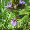 Fotografia 7 da espécie Glechoma hederacea do Jardim Botânico UTAD