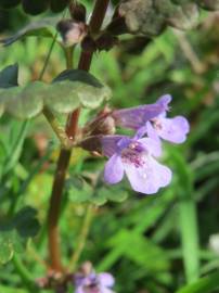 Fotografia da espécie Glechoma hederacea