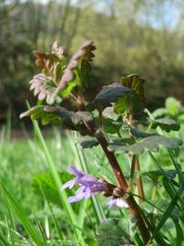 Fotografia da espécie Glechoma hederacea