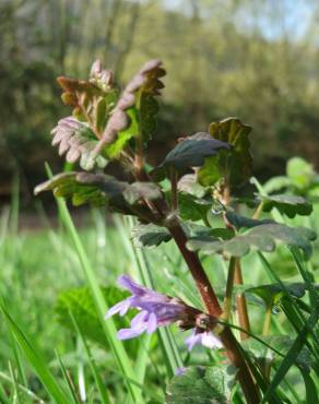 Fotografia 9 da espécie Glechoma hederacea no Jardim Botânico UTAD