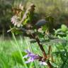 Fotografia 9 da espécie Glechoma hederacea do Jardim Botânico UTAD