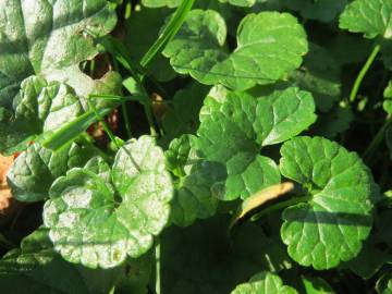 Fotografia da espécie Glechoma hederacea