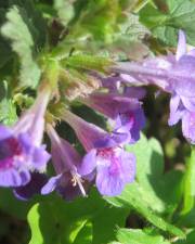 Fotografia da espécie Glechoma hederacea