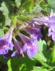 Glechoma hederacea