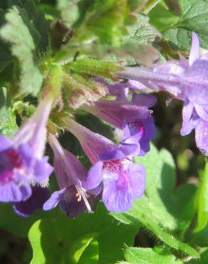 Fotografia 1 da espécie Glechoma hederacea no Jardim Botânico UTAD