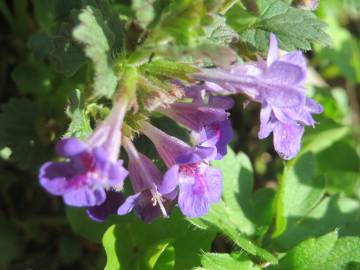 Fotografia da espécie Glechoma hederacea