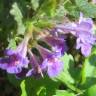 Fotografia 1 da espécie Glechoma hederacea do Jardim Botânico UTAD