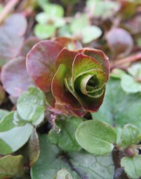 Fotografia 11 da espécie Glechoma hederacea no Jardim Botânico UTAD