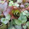 Fotografia 11 da espécie Glechoma hederacea do Jardim Botânico UTAD