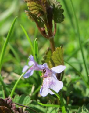 Fotografia 12 da espécie Glechoma hederacea no Jardim Botânico UTAD