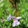 Fotografia 12 da espécie Glechoma hederacea do Jardim Botânico UTAD