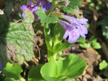 Fotografia da espécie Glechoma hederacea