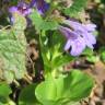 Fotografia 13 da espécie Glechoma hederacea do Jardim Botânico UTAD