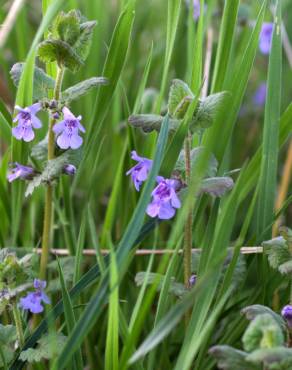 Fotografia 14 da espécie Glechoma hederacea no Jardim Botânico UTAD