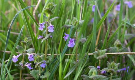 Fotografia da espécie Glechoma hederacea