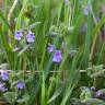 Fotografia 14 da espécie Glechoma hederacea do Jardim Botânico UTAD