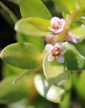 Fotografia 7 da espécie Glaux maritima no Jardim Botânico UTAD