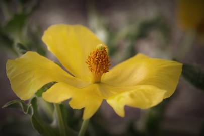 Fotografia da espécie Glaucium flavum